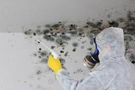 Best Emergency Mold Remediation  in Port Salerno, FL